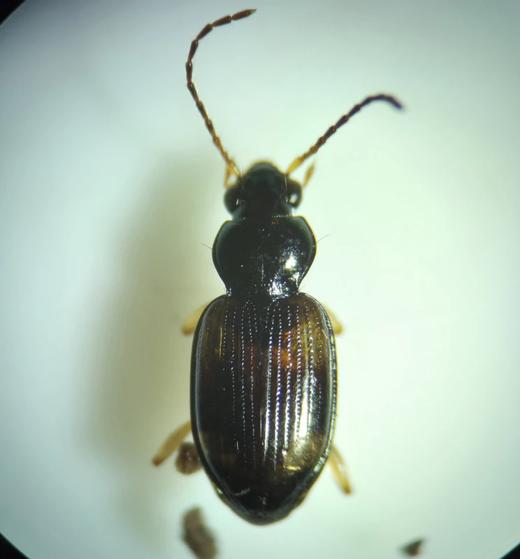 Bembidion subcostatum vau - rövidszárnyú gyorsfutó