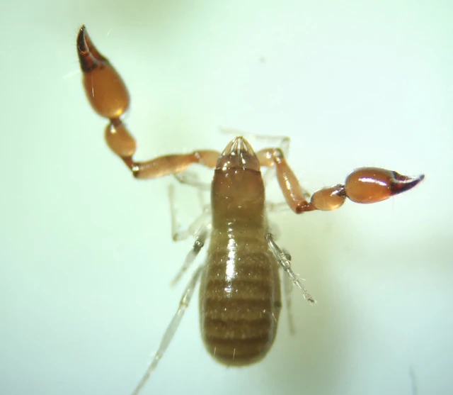 Pseudoscorpionida - Álskorpiók