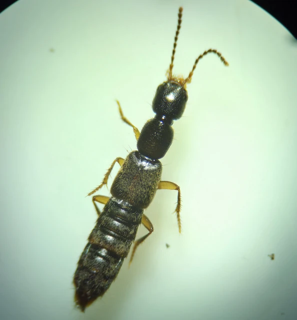 Erichsonius cinerascens - hamuszínű ganajholyva Erichsonius cinerascens - hamuszínű ganajholyva