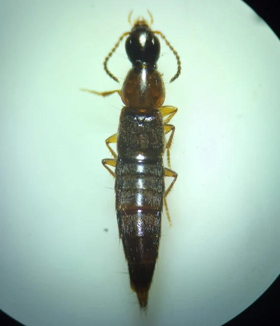 Quedius limbatus - közönséges mohaholyva