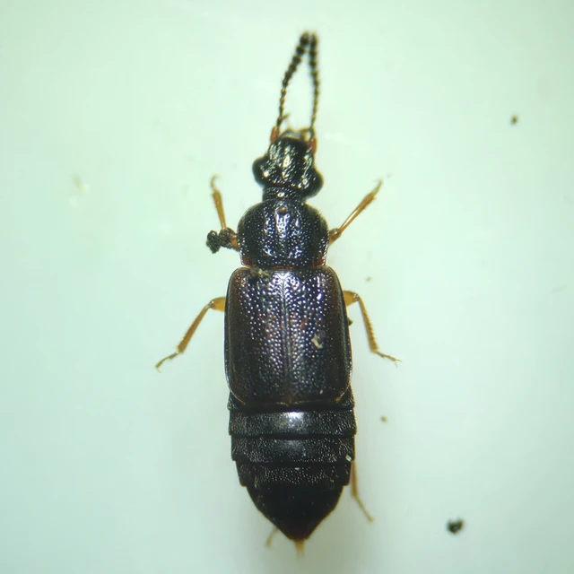 Omalium rivulare - gödörkés barázdásholyva