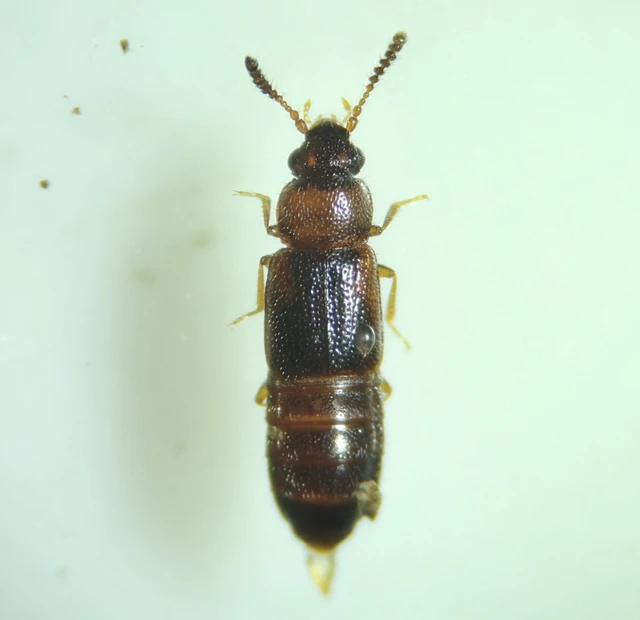 Dropephylla ioptera - fénylő barázdásholyva