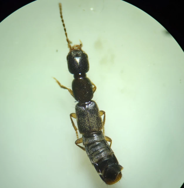 Erichsonius cinerascens - hamuszínű ganajholyva Erichsonius cinerascens - hamuszínű ganajholyva