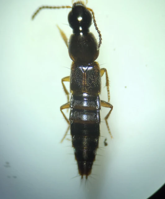 Quedius limbatus - közönséges mohaholyva