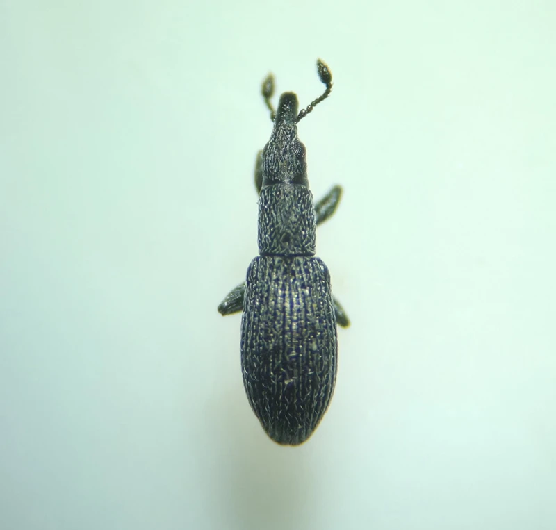 Pseudostenapion simum - nyurga cickányormányos
