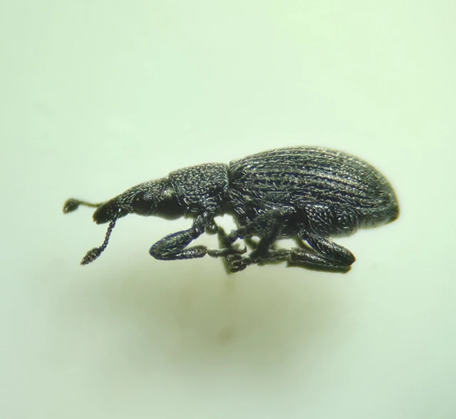 Pseudostenapion simum - nyurga cickányormányos