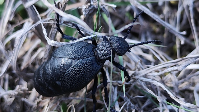 Meloe cicatricosus - óriásnünüke