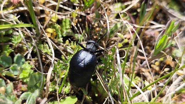 Meloe scabriusculus - érdes nünüke