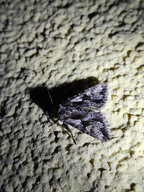 Chloantha hyperici - orbáncfű-sugarasbagoly