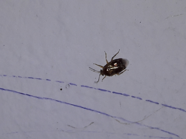 Deraeocoris lutescens - sárgás mezeipoloska Deraeocoris lutescens - sárgás mezeipoloska