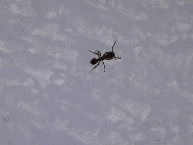 Tetramorium