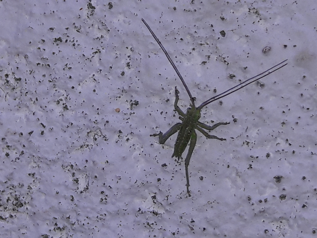 Tettigonia