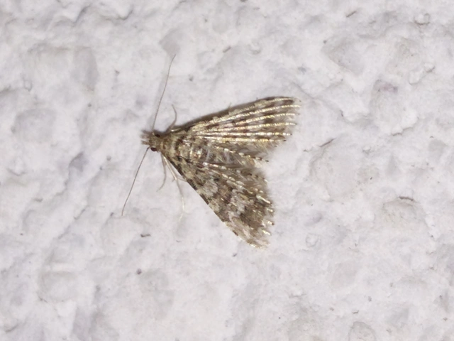 Alucita