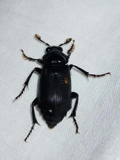 Nicrophorus humator - fekete temetőbogár