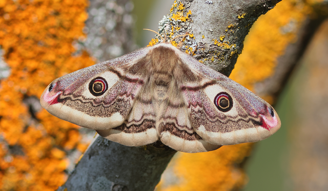 Saturnia pavoniella/pavonia
