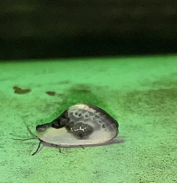 Cilix glaucata - törpe sarlósszövő