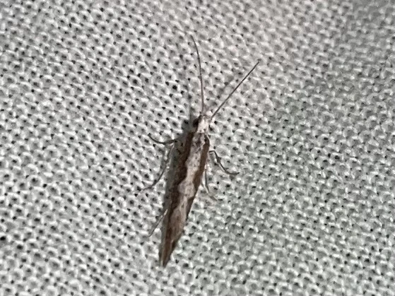 Plutella xylostella - káposztamoly