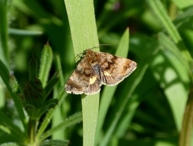 Panemeria tenebrata - apró sárgabagoly