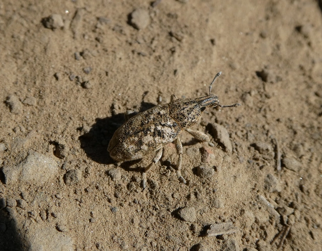 Cyphocleonus dealbatus - márványos barkó