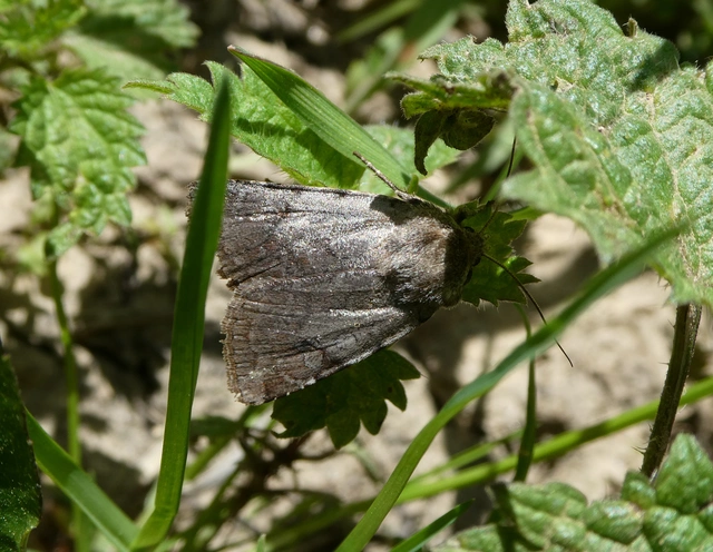 Cerastis rubricosa - vörhenyes tavaszibagoly