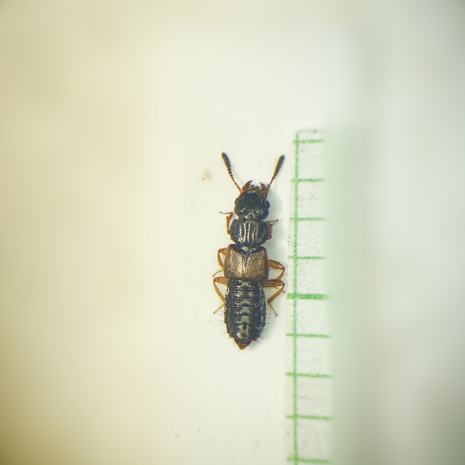 Oxytelus laqueatus - hegyi korhóholyva