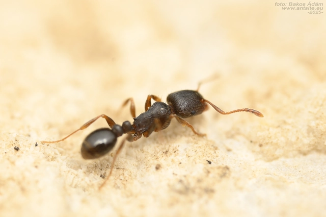 Tetramorium