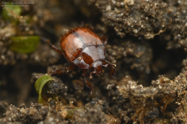Haeterius ferrugineus - hangyász sutabogár