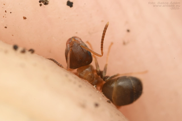 Lasius brunneus - rozsdáshátú feketehangya
