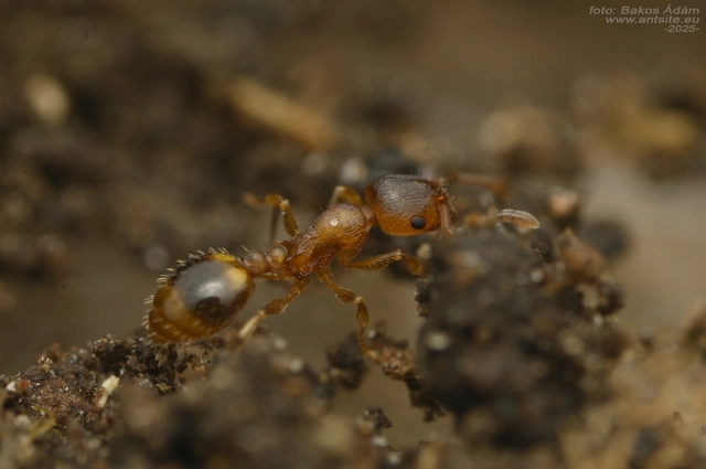 Temnothorax crassispinus - gubacslakó kéreghangya