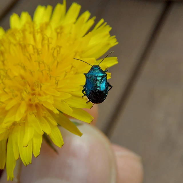 Zicrona caerulea - acélkék poloska Zicrona caerulea - acélkék poloska