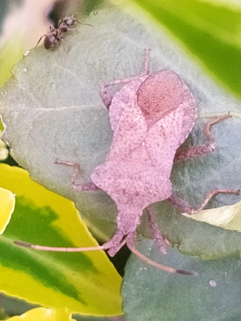 Coreus marginatus - közönséges karimáspoloska