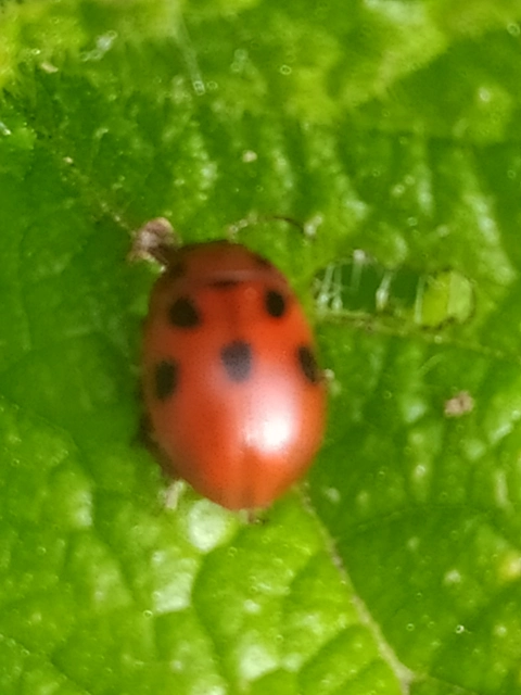 Gonioctena fornicata - közönséges lucernabogár