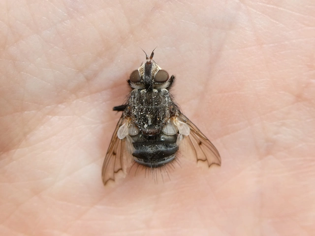Tachinidae - fürkészlegyek