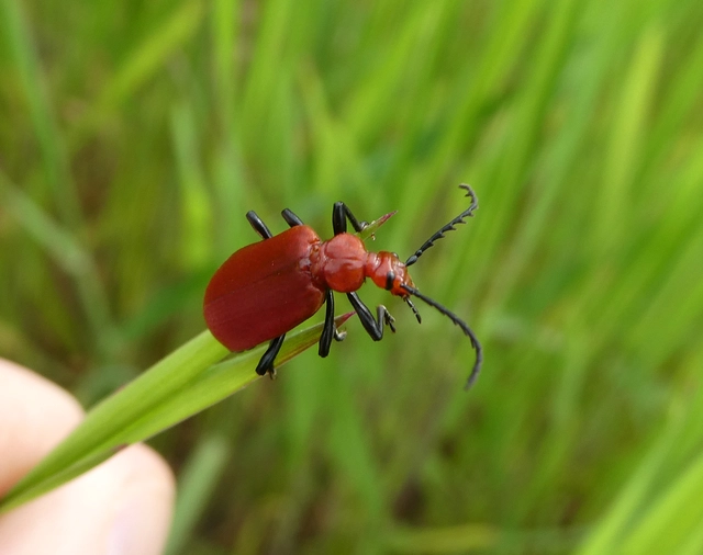 Pyrochroa serraticornis - közép-bíborbogár