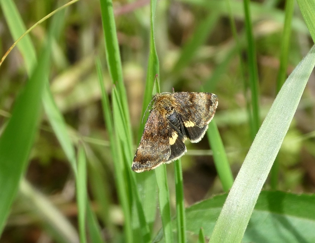 Panemeria tenebrata - apró sárgabagoly