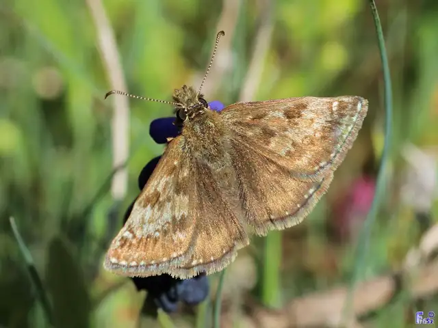 Erynnis tages - cigánylepke