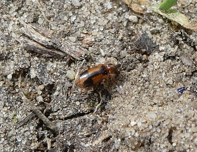 Notoxus monoceros - sárgahasú nyakszarvúbogár