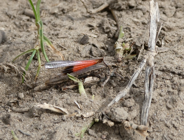 Acrotylus insubricus - önbeásósáska