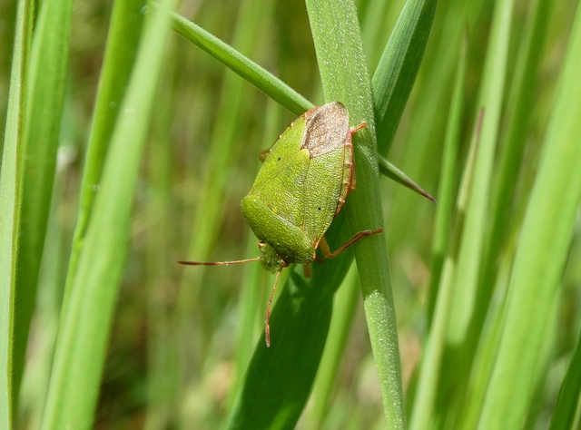Palomena prasina - zöld bogyómászó-poloska Palomena prasina - zöld bogyómászó-poloska