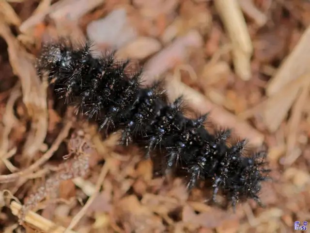 Euphydryas maturna - díszes tarkalepke