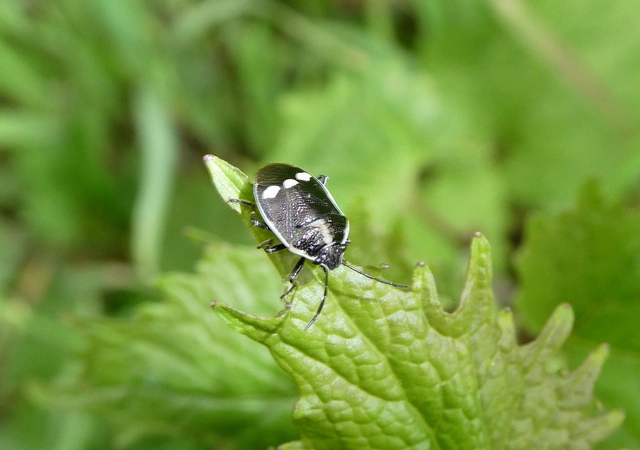 Eurydema oleracea - paréjpoloska Eurydema oleracea - paréjpoloska