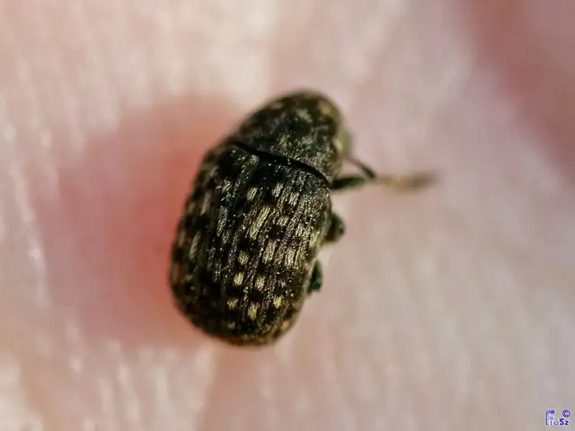 Anthribus nebulosus - ködfoltos pajzstetvész-orrosbogár