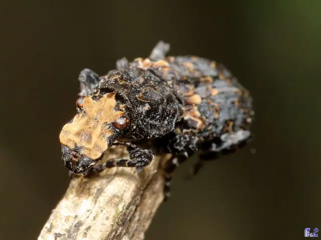 Platyrhinus resinosus - nagy orrosbogár