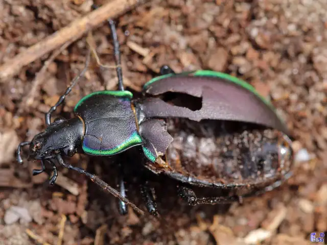 Carabus marginalis - szegélyes futrinka