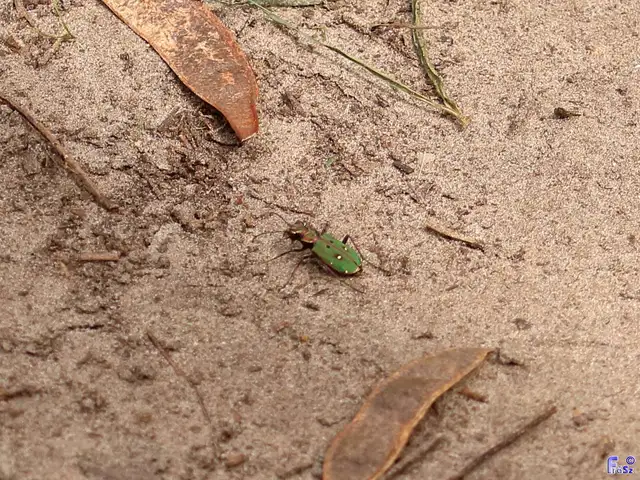 Cicindela campestris - mezei homokfutrinka