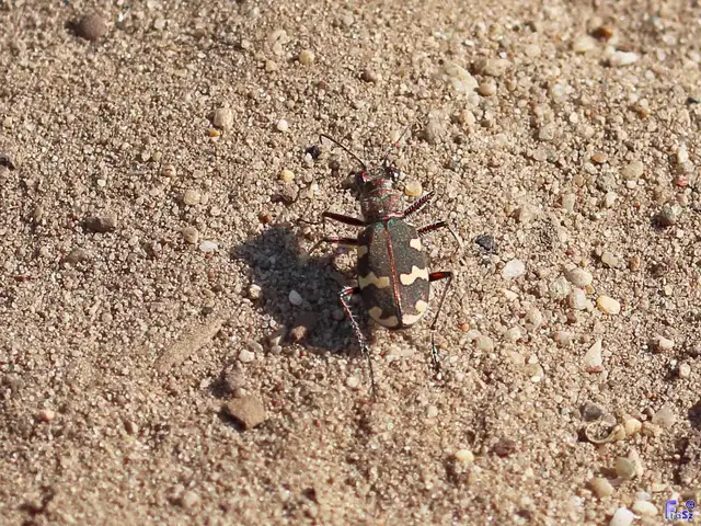 Cicindela hybrida - öves homokfutrinka