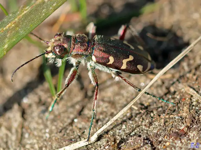 Cicindela soluta pannonica - pannon homokfutrinka