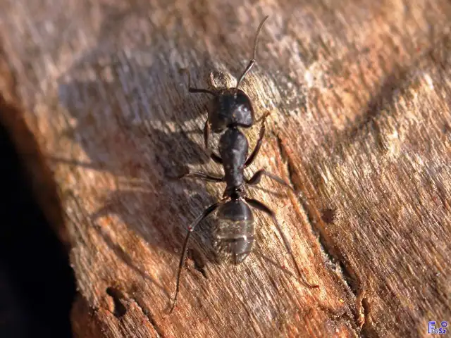 Camponotus vagus - fekete lóhangya