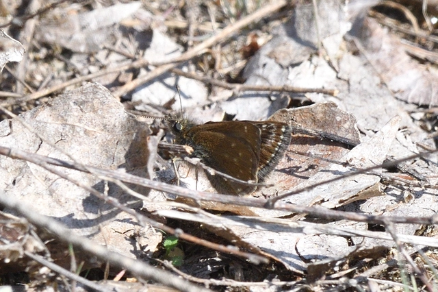 Erynnis tages - cigánylepke