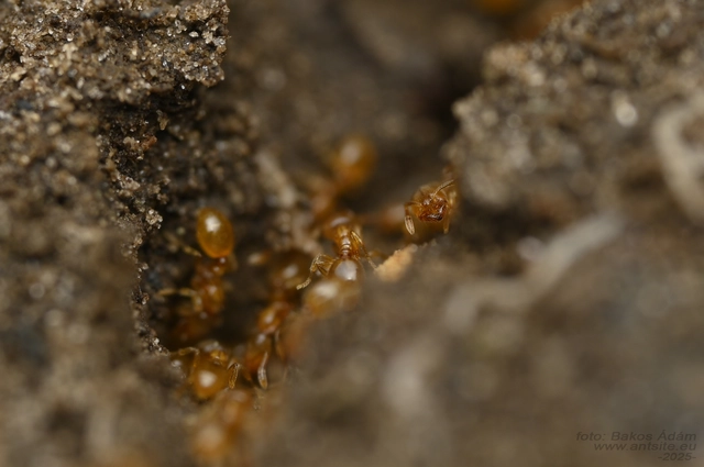 Solenopsis fugax - tolvajhangya
